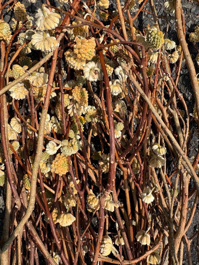 4月の出店予定😉