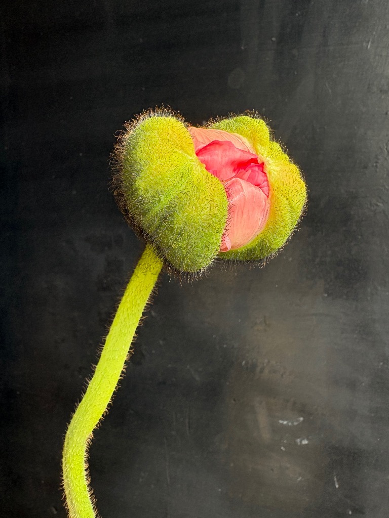 雪がチラつくならまち⛄️